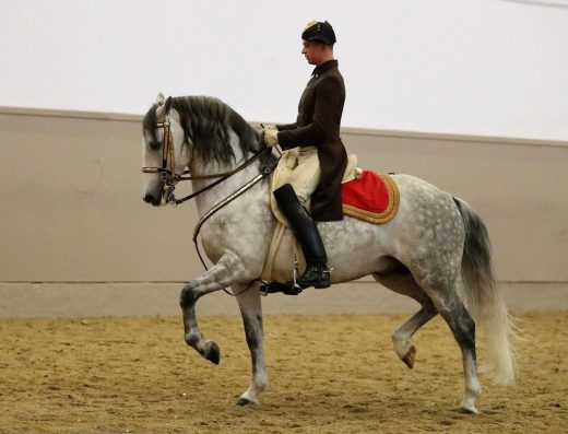 spanische-hofreitschule-wien-Famous-Lipizzaners-Horses-spanish-riding-school-vienna-morning-exercise-spanish-riding-school-queercitypass-queer-citypass